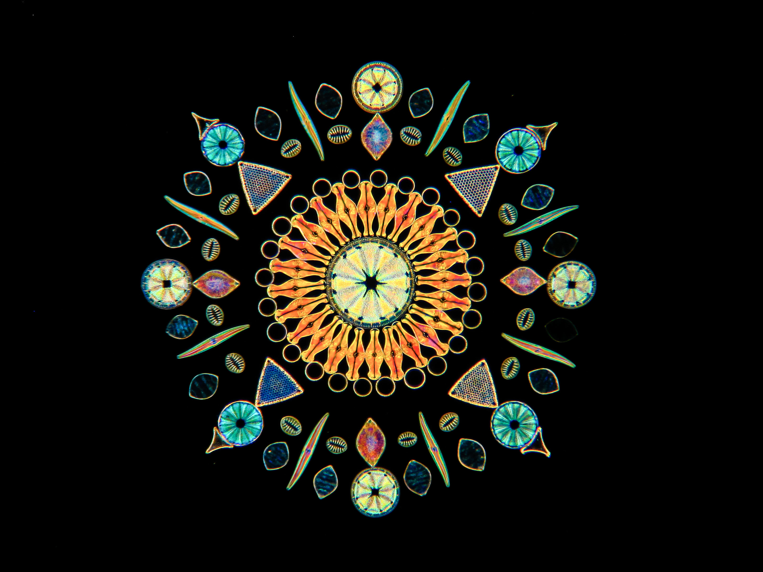 A vibrant orange ring of elongated diatoms arranged symmetrically on a black ground, resembling a sunburst, surrounded by various blue and green diatoms in a radial pattern.