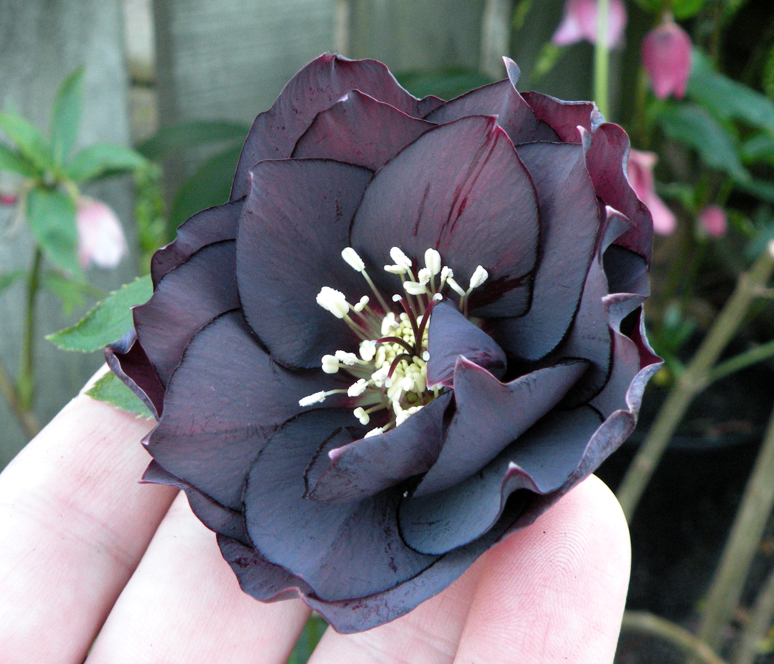 Blue-black double hellebore